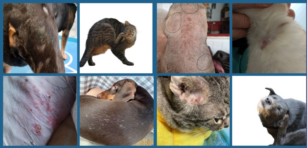 Costras, descamación y alopecia son algunos de los problemas primarios que causan los parásitos externos.
