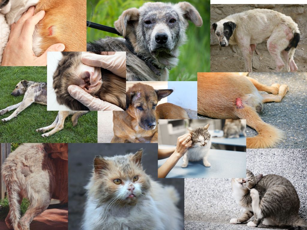 La sarna es la forma de llamar a la infección por ácaros. Puede ser generalizada o localizada.