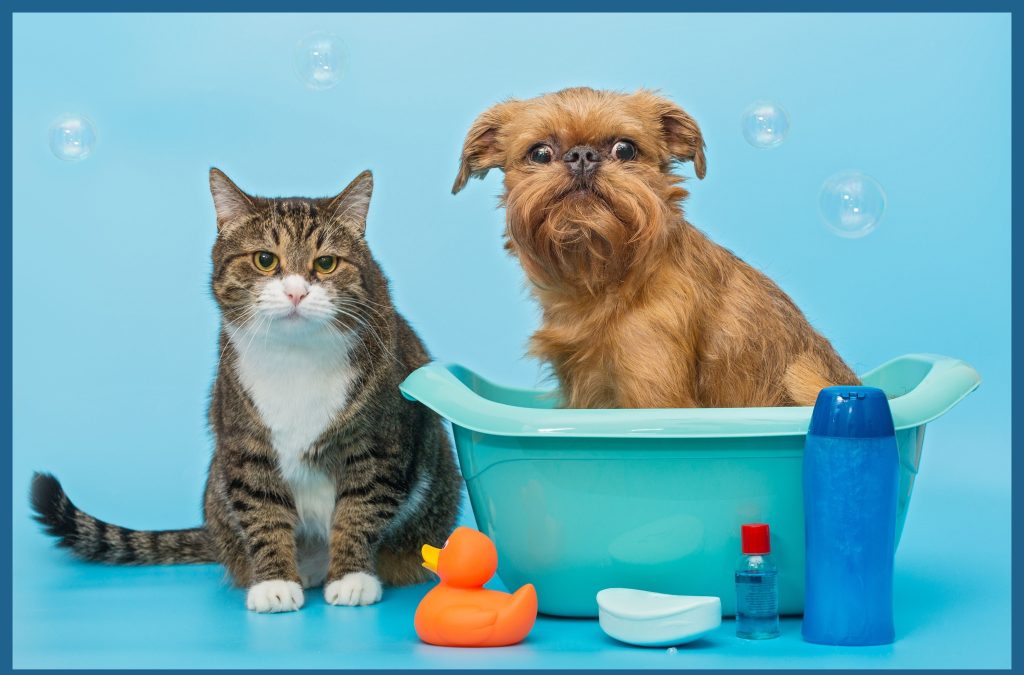 Es igual de importante la limpieza/tratamiento del ambiente,  asi como tratar a nuestros animales para que la estrategia sea efectiva.