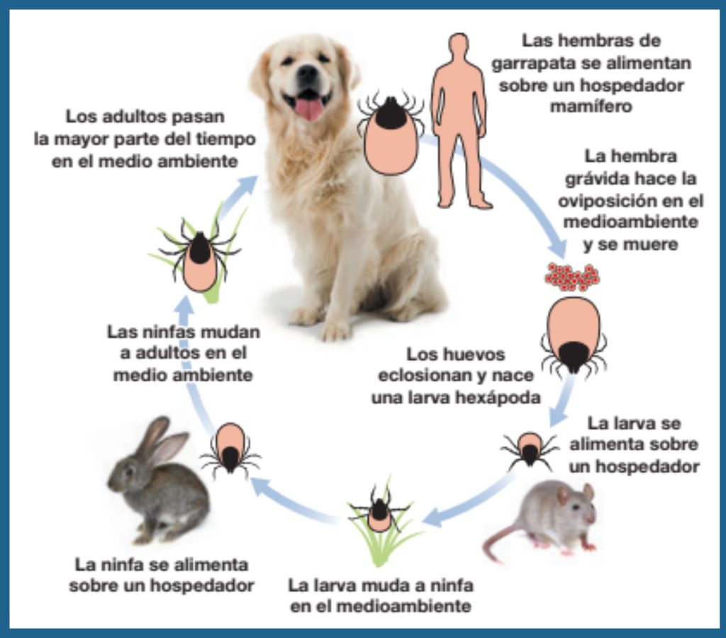 Las garrapatas pueden infectar a casi todos los animales, por lo que eliminarlas definitivamente es imposible. Esto hace que sea mas importante aun el tratamiento preventivo.