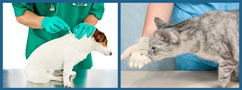 Pipetas, pastillas y collares trabajan como prevención y tratamiento de las infestaciones por parásitos externos. 