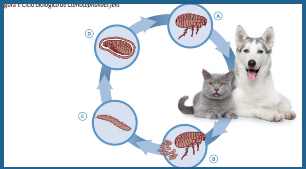No solo el adulto de las pulgas es el problema. Las fases inmaduras persisten en el ambiente y se alarga la duración del problema. Hay que cortar el ciclo del parásito a varios niveles para que sea mas efectivo el tratamiento. 