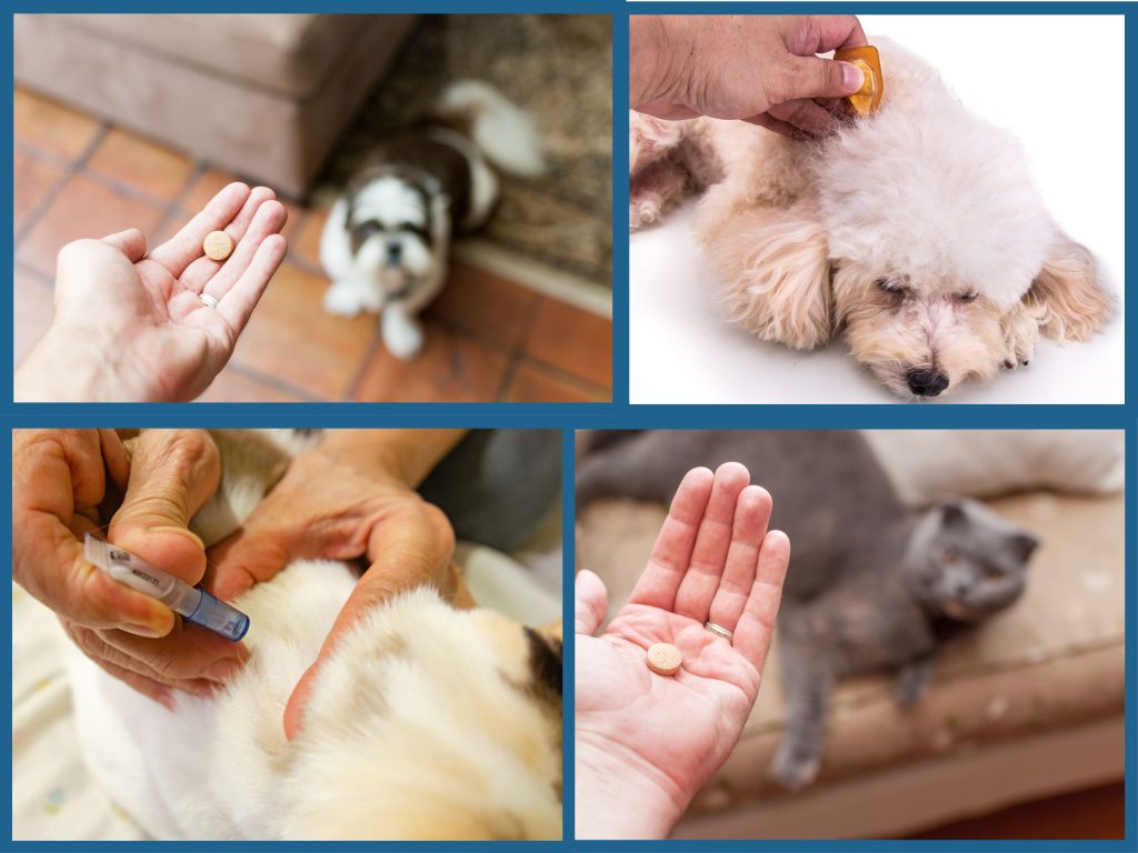 Hoy en dia hay soluciones muy eficaces como pipetas (soluciones spot-on), collares y pastillas.